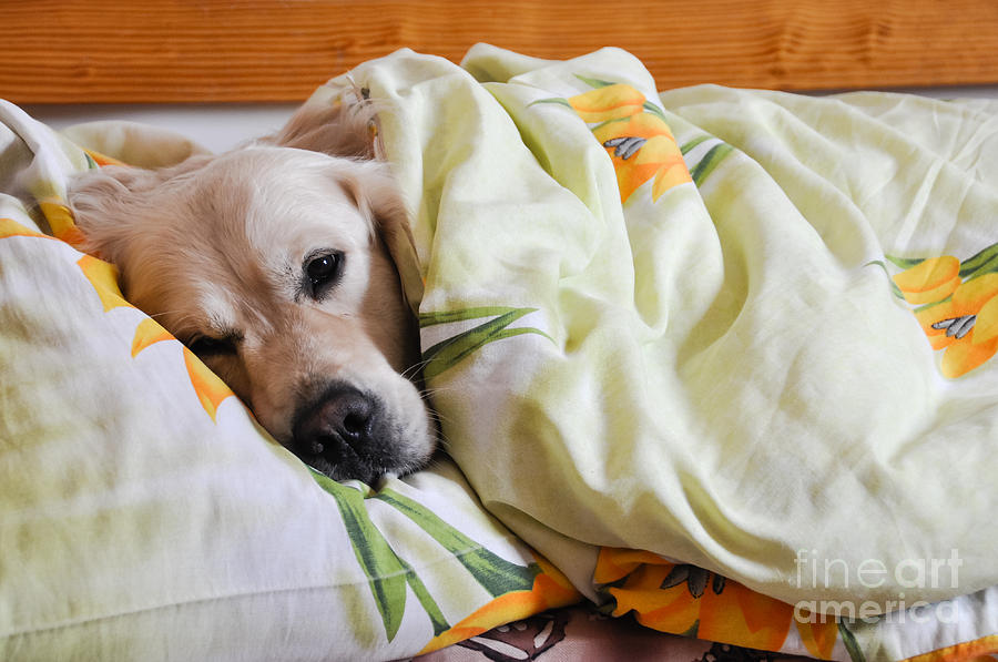 Dog Sleeps Under The Blanket Photograph by Oleg Itkin Fine Art America