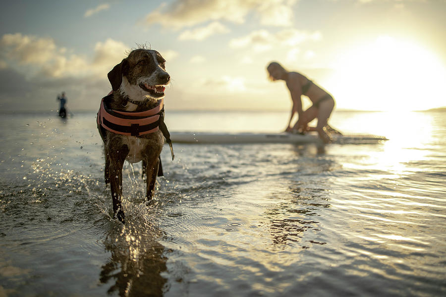 Sunset Photograph - Dog Smiling While His Owner Paddleboards Behind Him At Sunset by Cavan Images