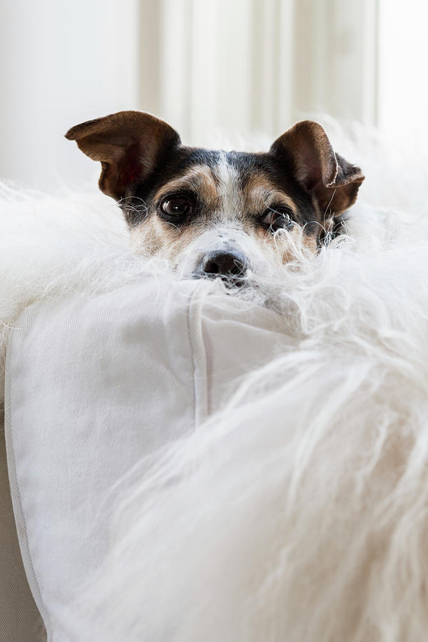 Dog Snuggled Into White Sheepskin On White Sofa Photograph by Studio Lumino