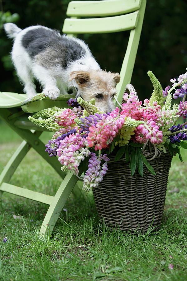 Dog Standing On Garden Chair Sniffing Basket Of Cut Lupins Photograph by Pauline Joosten