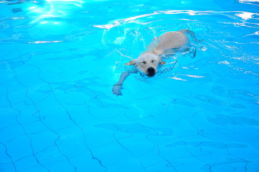 Dog Swimming In The Pool Photograph by Image By Hugo Chinaglia