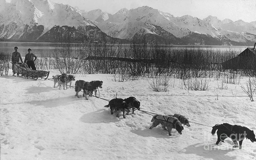 Dog Team, C.1900-30 Photograph by English School