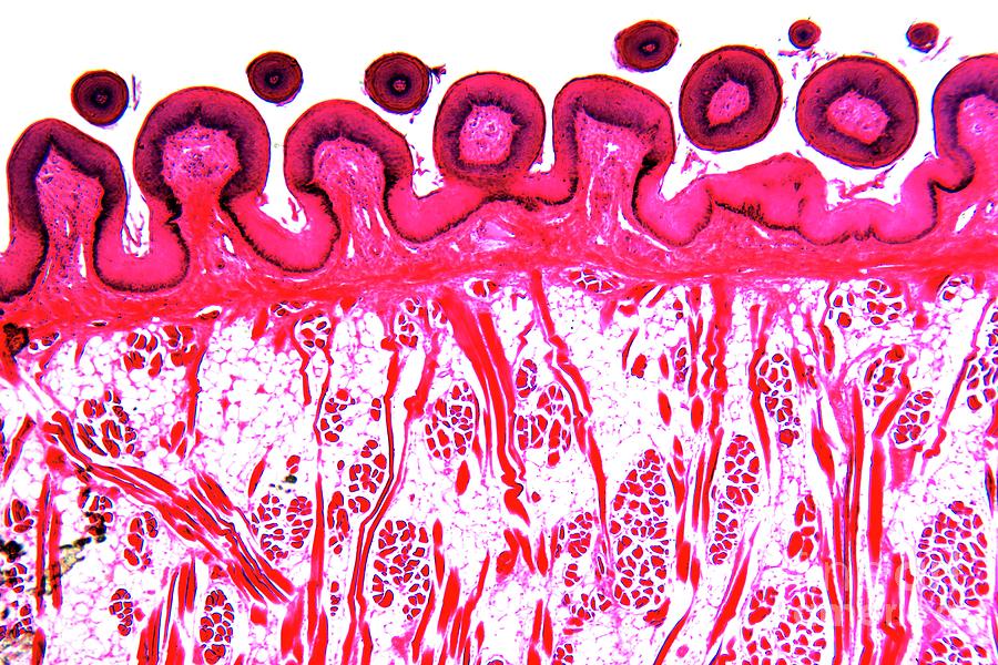 Dog Tongue Tissue Photograph by Dr Keith Wheeler/science Photo Library