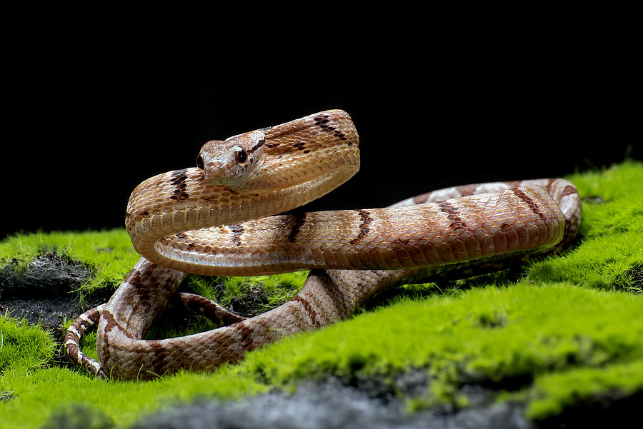 Snake Photograph - Dog Toothed Cat Snake by Dikky Oesin