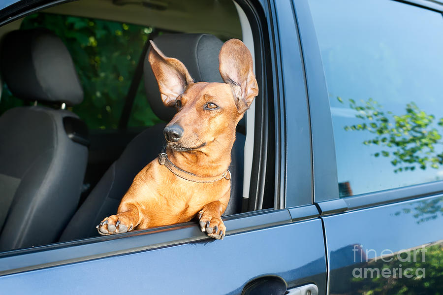 Door Photograph - Dog Travel By Car Looking by Mariia Masich