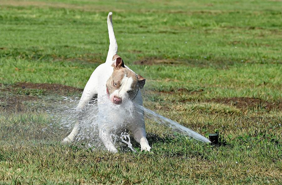 Dog Photograph - Dog Versus Sprinkler by Fraida Gutovich