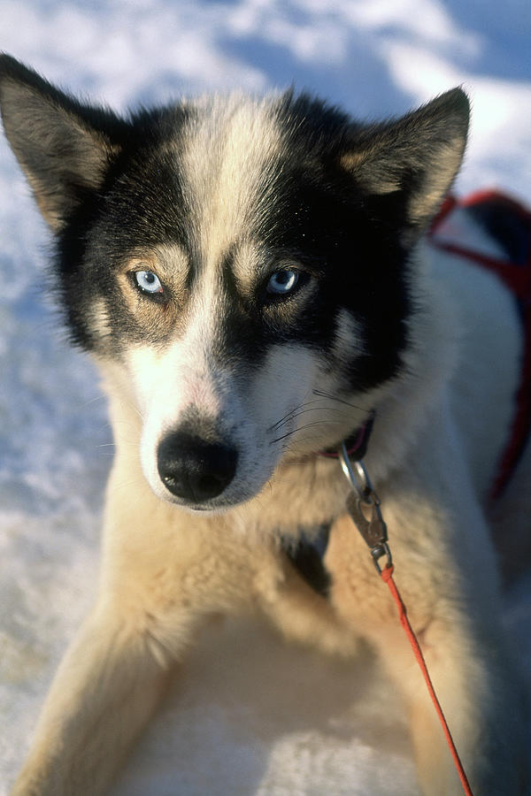 Dog, Villmarkssenter, Troms, Norway Digital Art by Susy Mezzanotte