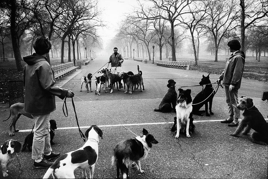 Dog Walkers Photograph by Alfred Eisenstaedt