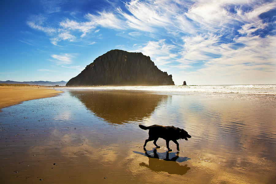 Dog Walks On Beach Photograph by Mimi Ditchie Photography
