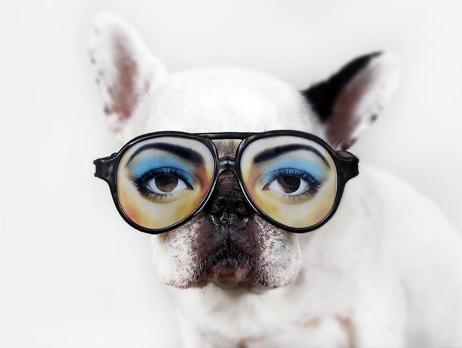 Dog Wear Glasses Photograph by Retales Botijero