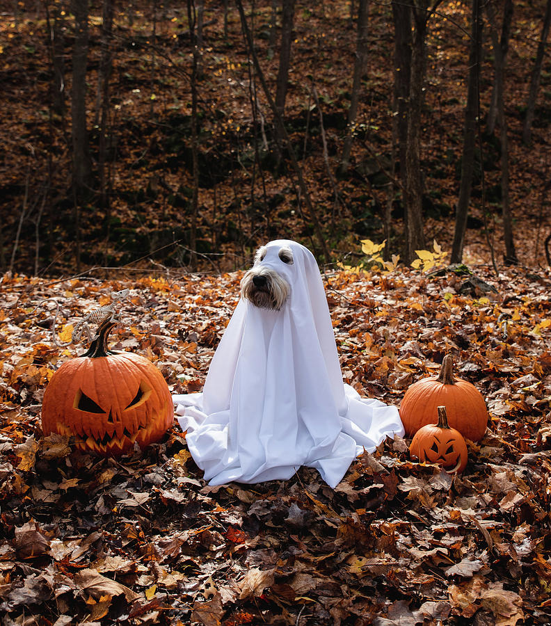 Dog Wearing A Ghost Costume Sitting Between Pumpkins For Halloween ...