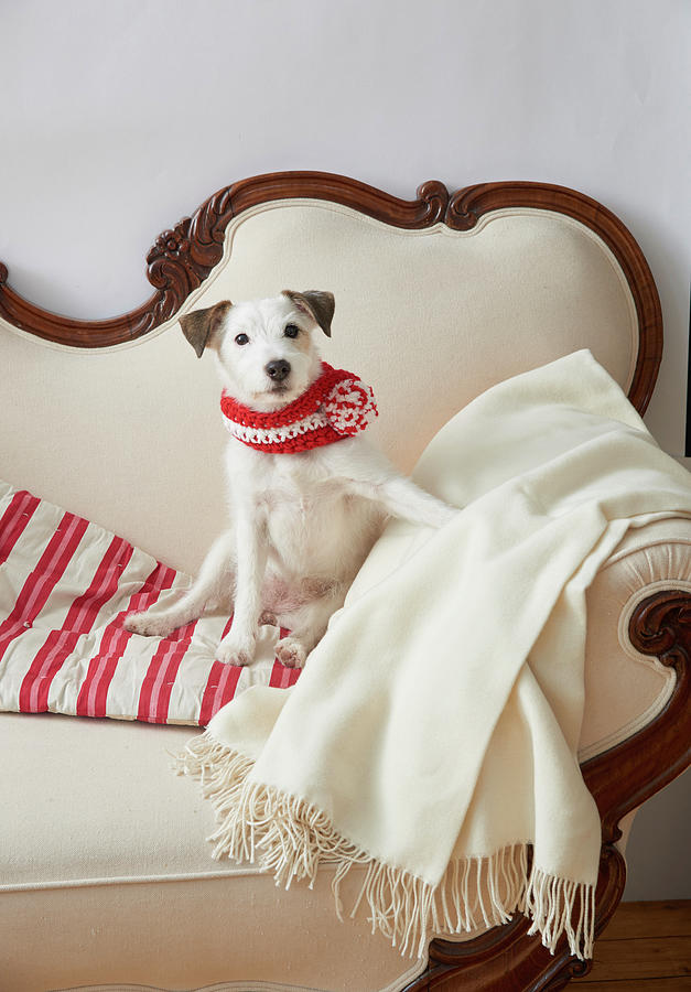 Dog Wearing Hand-knitted Scarf Sitting On Old Sofa Photograph by Inge Ofenstein