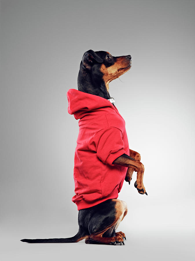 Dog Wearing Hooded Sweatshirt Photograph by 24frames