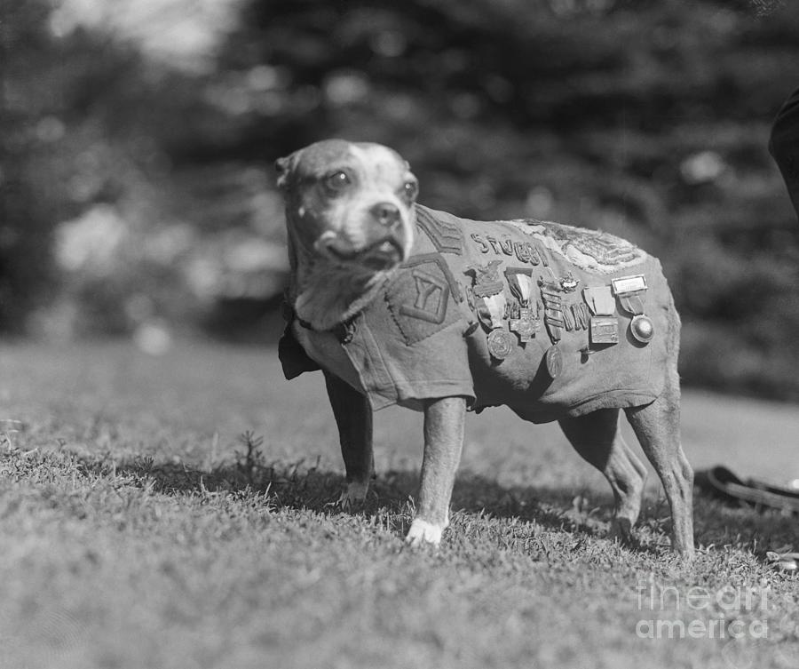 Dog Wearing Military Medals Photograph by Bettmann