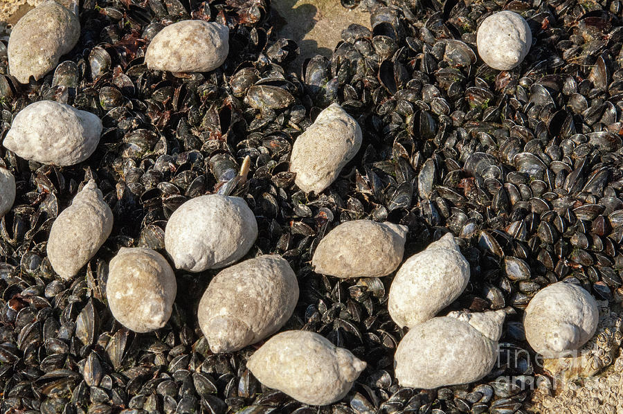 Dog Whelks Feeding On Juvenile Mussels Photograph by Andy Davies/science Photo Library