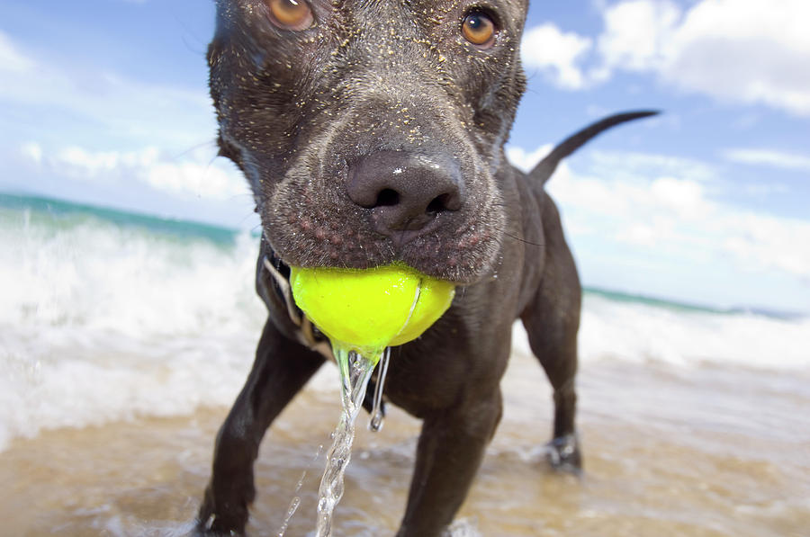 Dog with ball in his mouth Photograph by David L Moore