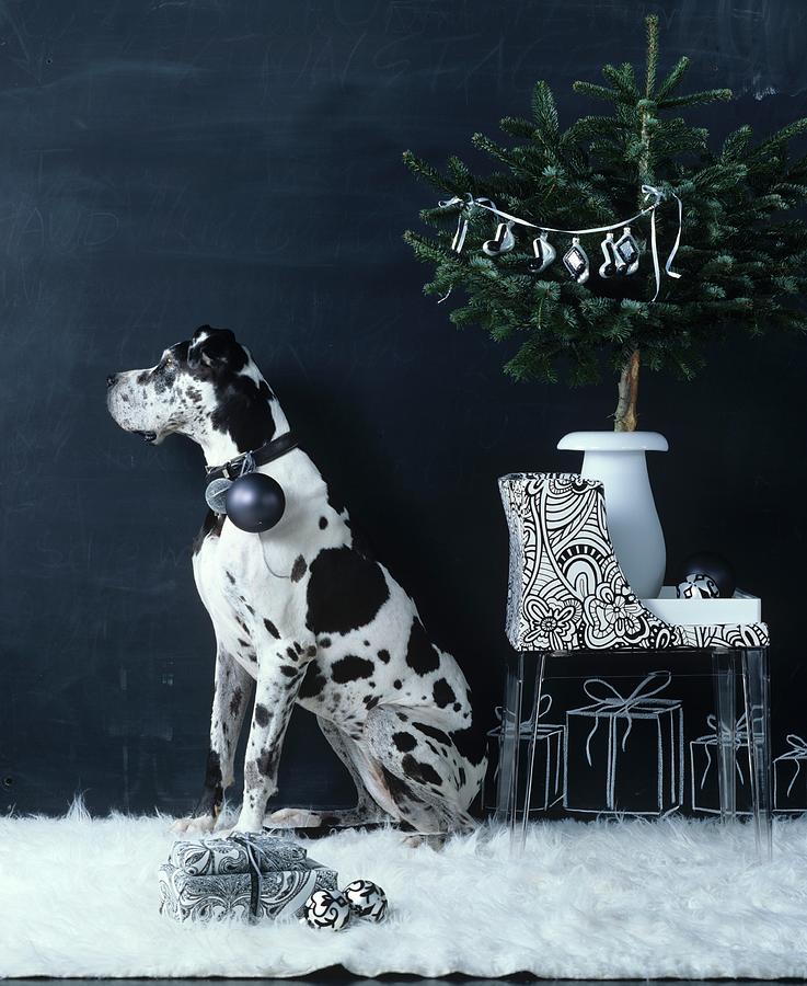 Dog With Christmas Tree Bauble Hanging From Collar Sitting In Room Decorated In Black And White Photograph by Matteo Manduzio