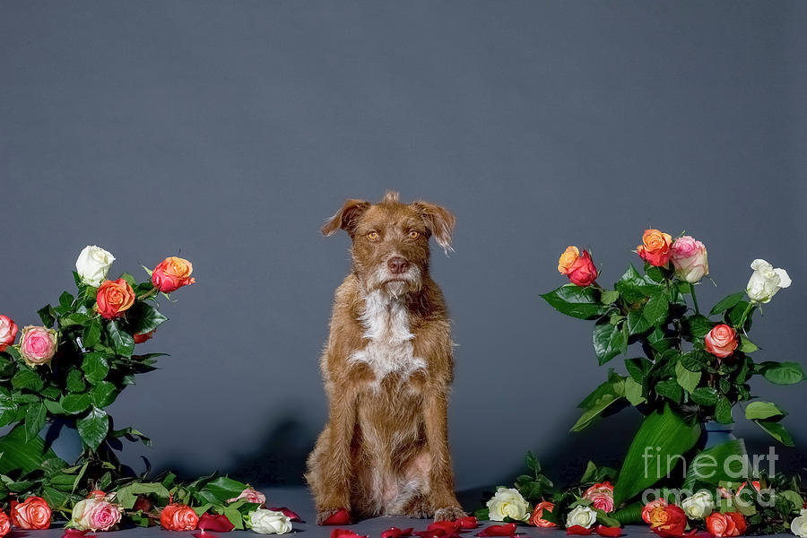 Dog with flowers q4 Photograph by Ami Siano