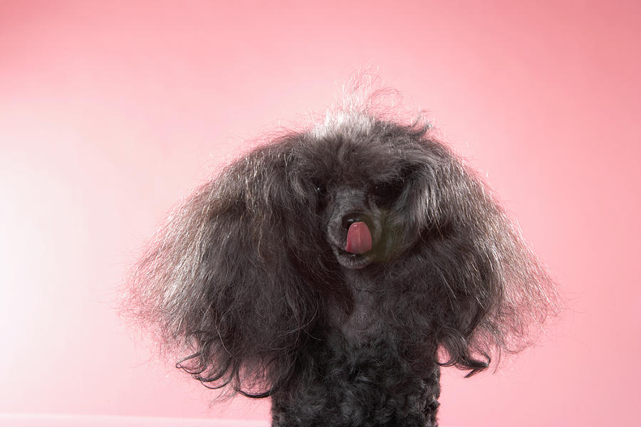 Dog With Hair In Front Of Face And by Chris Amaral