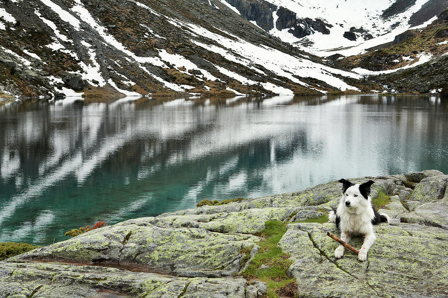 Dog With Stick By Lake & Mountains Digital Art by Richard Taylor