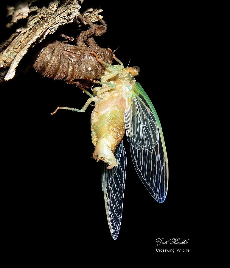 Dogday Cicada Photograph by Gail Huddle - Fine Art America