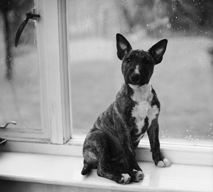 Doggy In The Window Photograph by Chaloner Woods