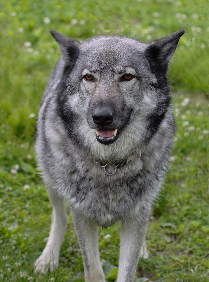 grey german shepherd