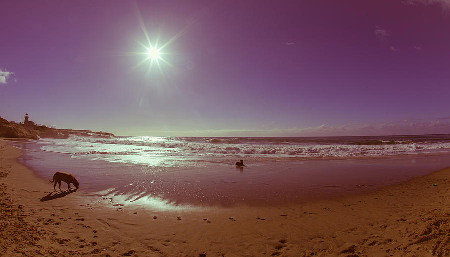 dogs are playing on the beach of santa cruz while running throug by Kim Vermaat dogs are playing on the beach of santa cruz while running throug by Kim Vermaat