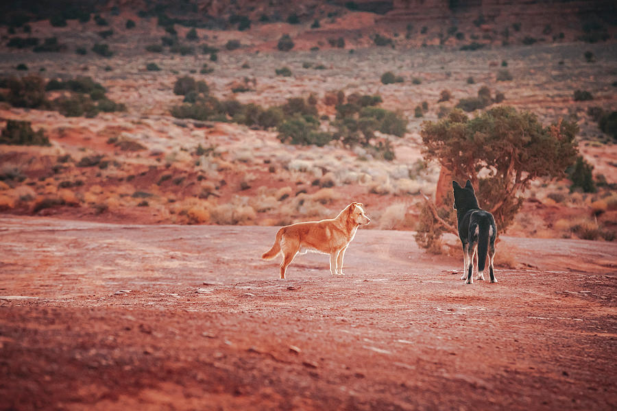 Nature Photograph - Dogs Are Standing In Monument Valley, Arizona by Cavan Images