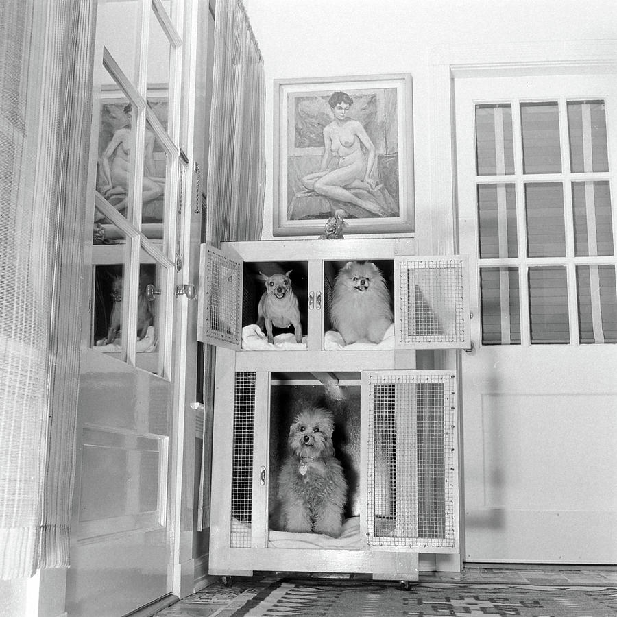 Dogs At Home Photograph by Joe Scherschel