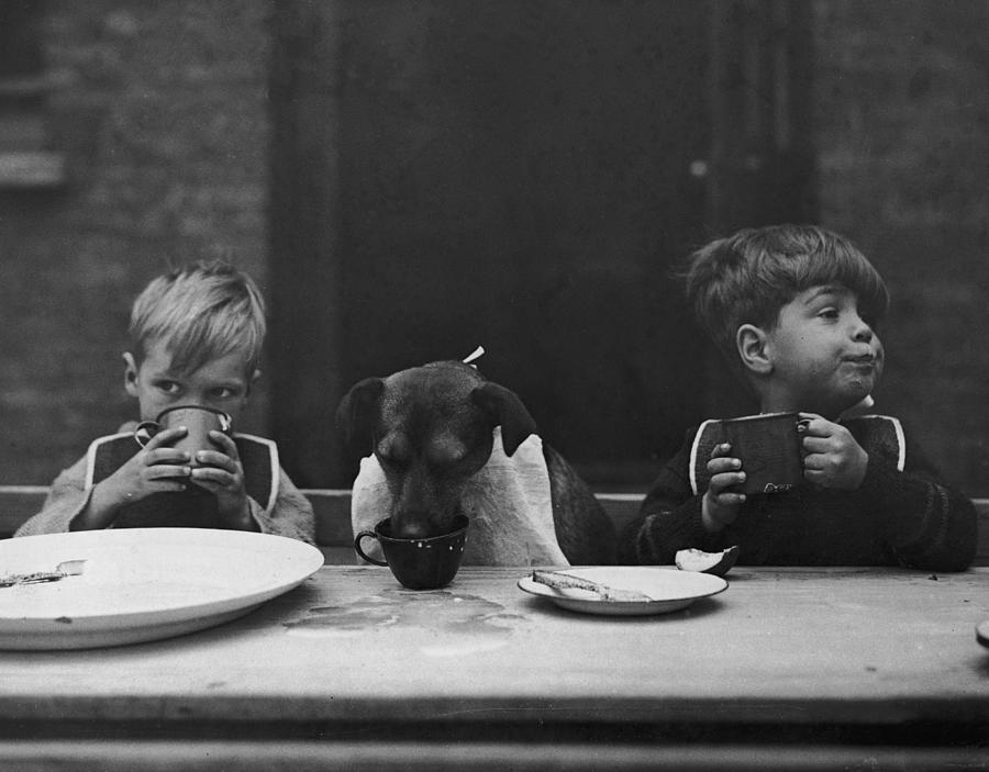 Dogs Dinner Photograph by Fox Photos