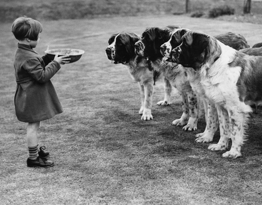 Dogs Dinner Photograph by Hulton Collection Dogs Dinner Photograph by Hulton Collection