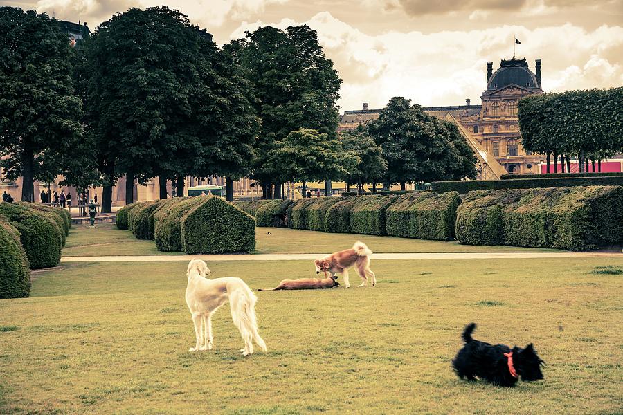 Dogs In The Tuileries Garden Digital Art by Antonino Bartuccio