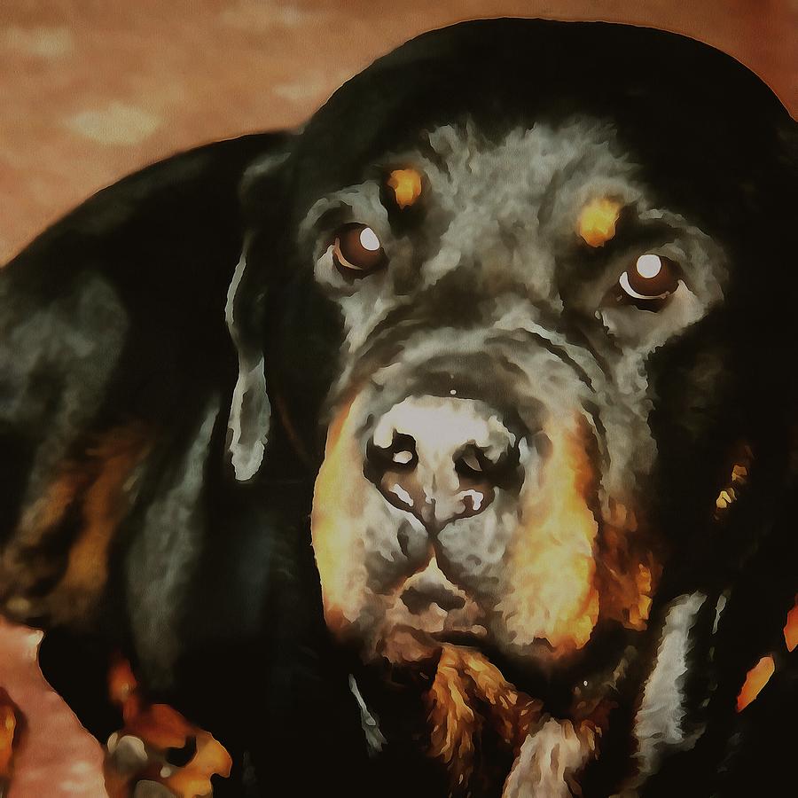 Dogs Lover Rottweiler Pet Portrait Painting by Taiche Acrylic Art