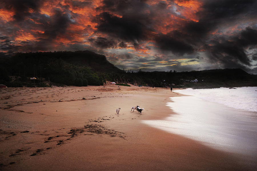 Dogs On Beach Photograph by All Photos Taken By Donfer Lu