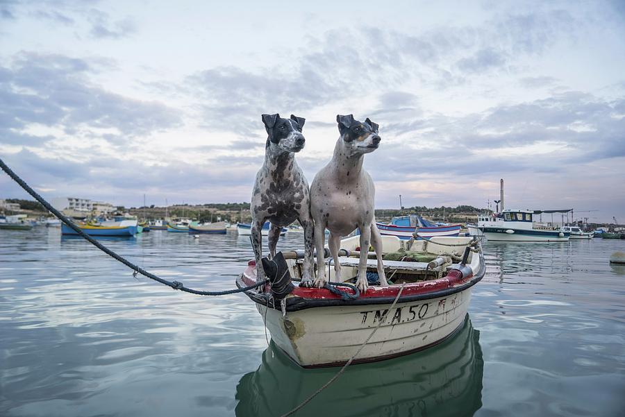 Dogs On Boat, Fishing Village, Malta Digital Art by Guido Cozzi