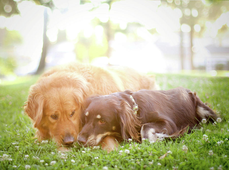 Dogs Snuggling Outside Being Cute by Jessica Trinh