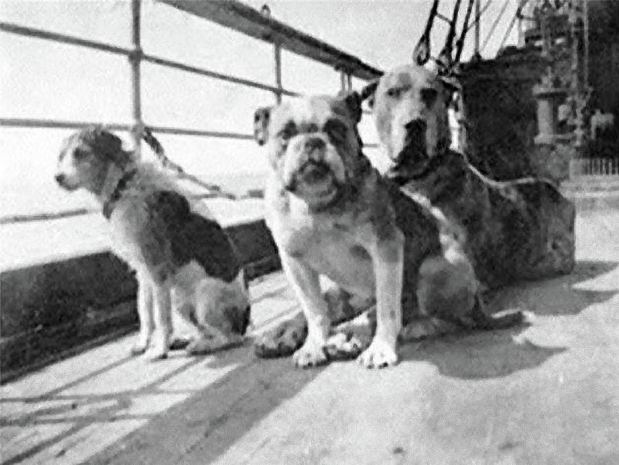 Dogs That Survived on Titanic by Paul Van Scott Dogs That Survived on Titanic by Paul Van Scott