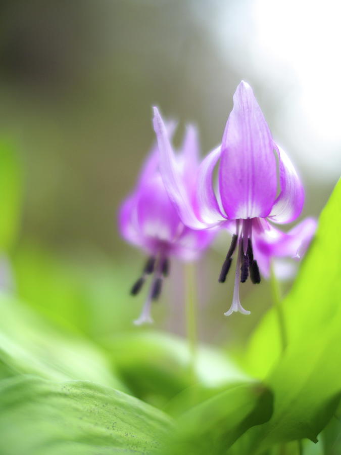 Dogtooth Violet Photograph by Myu-myu Dogtooth Violet Photograph by Myu-myu