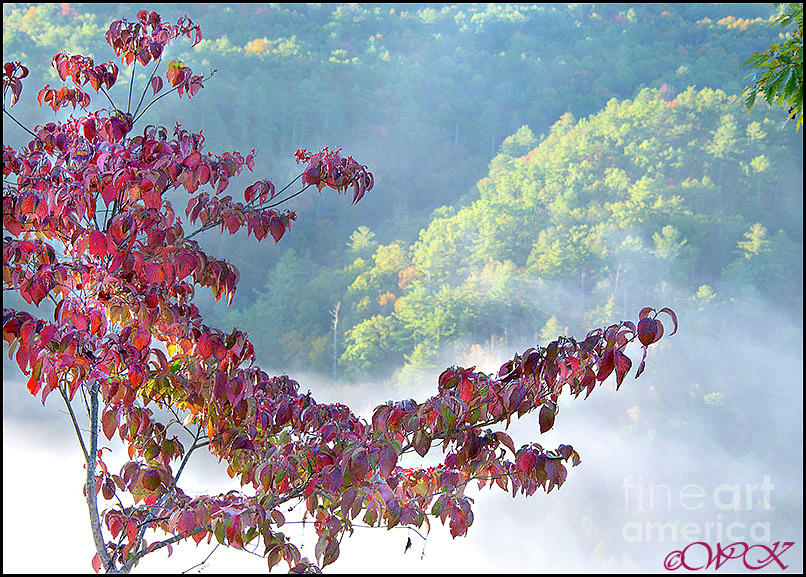 Dogwood and Mountains by Wanda Krack Dogwood and Mountains by Wanda Krack