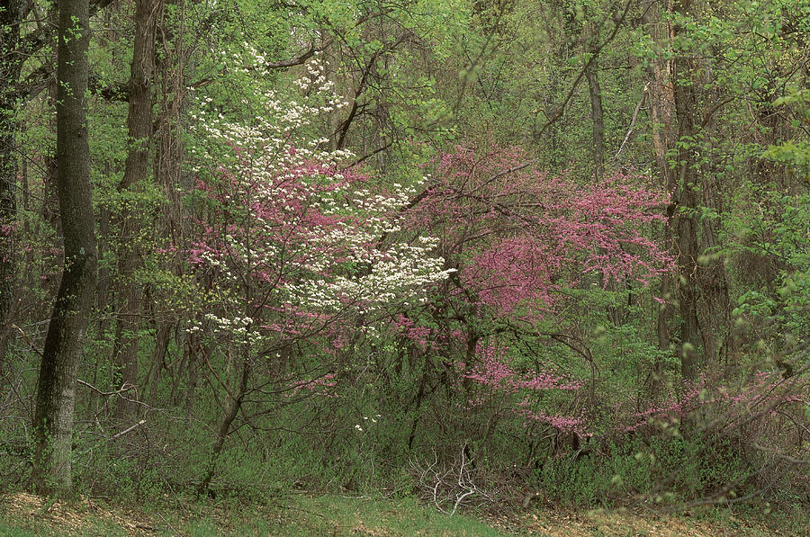 Dogwood And Redbud In Virginia Photograph by Michael Lustbader