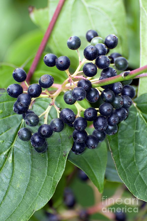 Image of Cornus sanguinea berries