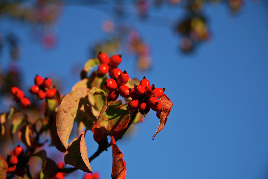 Dogwood berries in the fall Photograph by Greg Smith