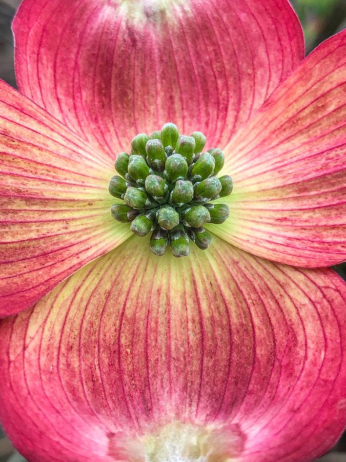 Dogwood Bloom Photograph by Cate Franklyn