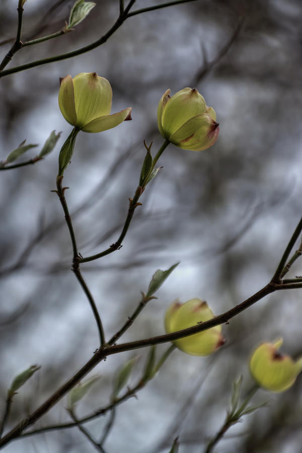Dogwood Blooms 001 Photograph by Lance Vaughn