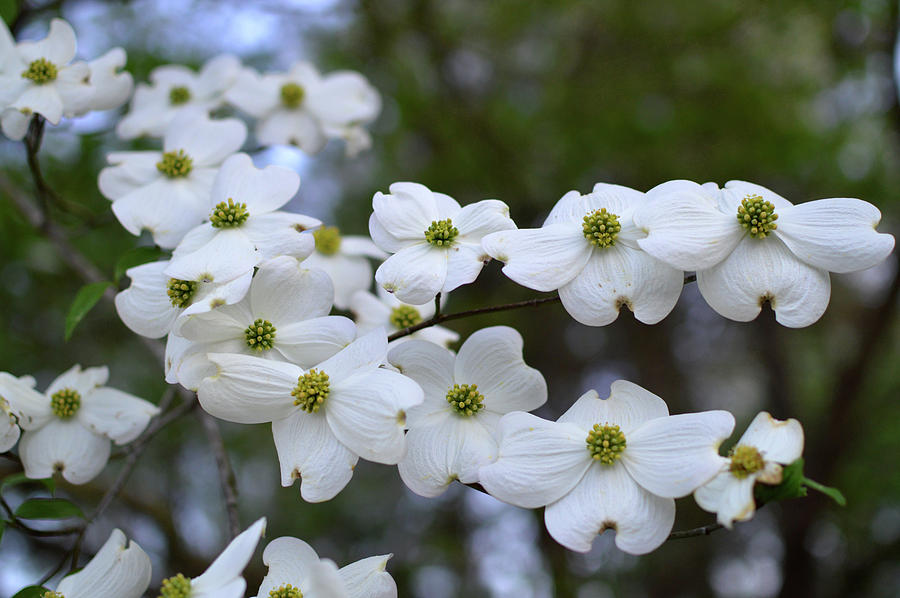 Dogwood Blooms in Spring Photograph by Lucy Banks - Pixels