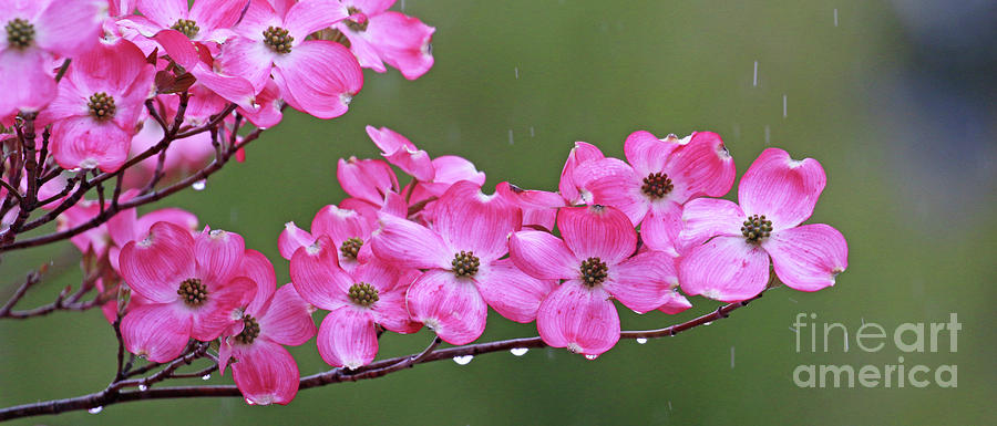 Dogwood Blooms in the Rain 0193 Photograph by Jack Schultz