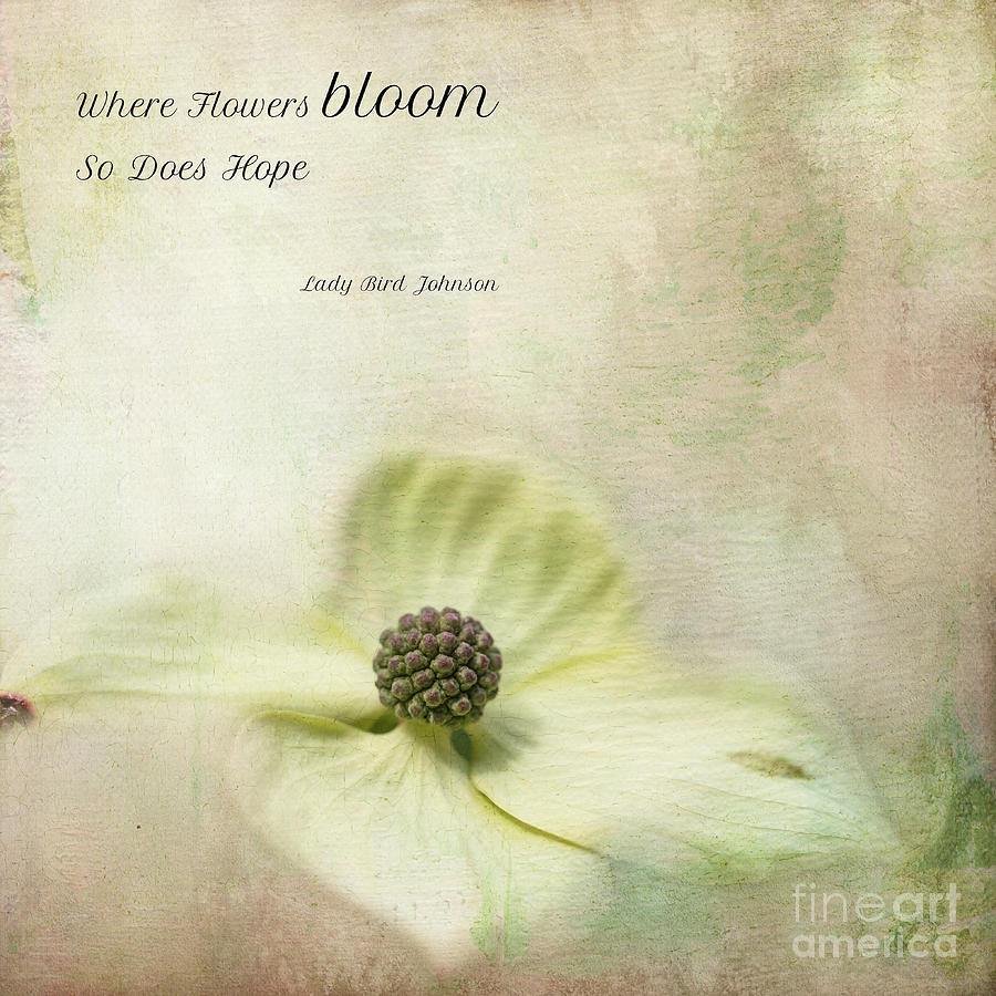Flowers Still Life Mixed Media - Dogwood Blossom by Eva Lechner