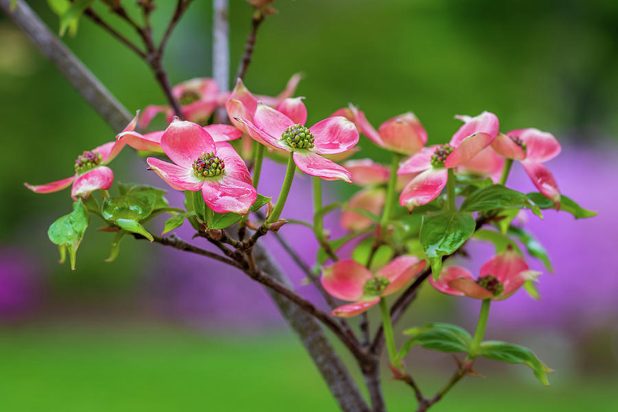 Dogwood blossom glow Photograph by Jack Clutter
