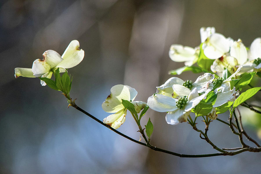 Flower Photograph - Dogwood Branch by Mary Ann Artz